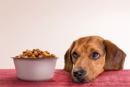 beagle and dog food