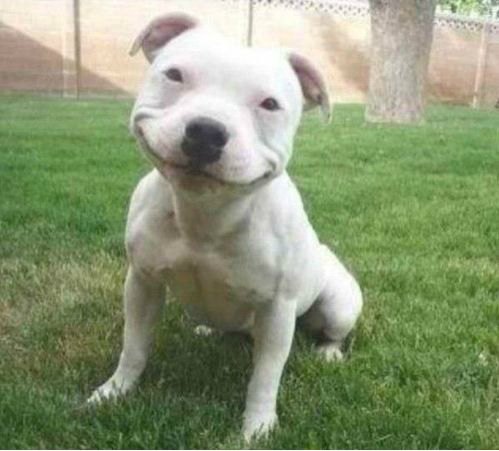 smiling pitbull - a dog poem