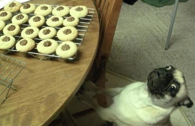 dog looking at cookies - dangerous human foods
