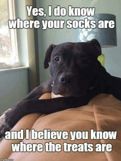 the defiant dog - I know where your socks are