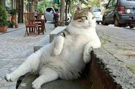 overweight pet - a fat cat on a bench