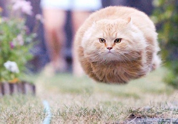 an overweight pet - a flying cat