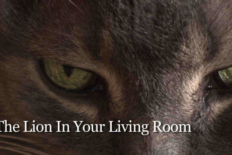 the lion in your livingroom