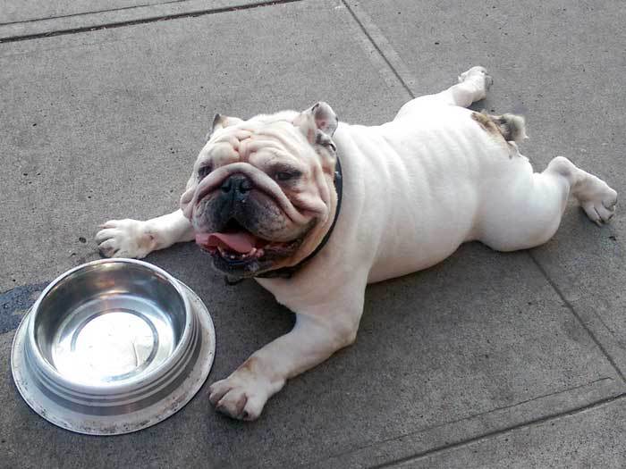 water dishes on the hill - water dish and bulldog
