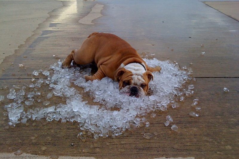 a boxer laying on ice cubes
