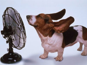 dogs in the summer - a basset hound in front of a fan